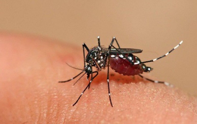 Muỗi vằn truyền bệnh sốt xuất huyết